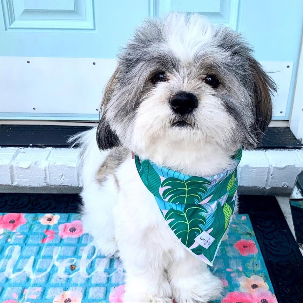 Lucy & Co. Palm Leaf Dog Bandana